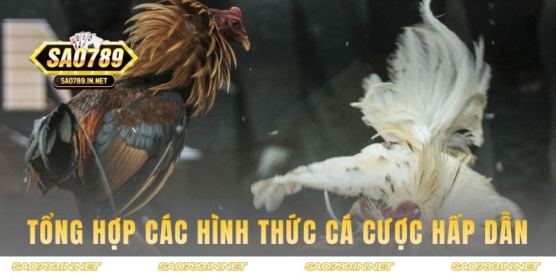 Tổng hợp từng hình thức cá cược hấp dẫn
